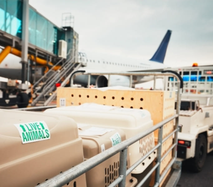 Live animal travel crates being loaded near an airplane, representing international pet transport