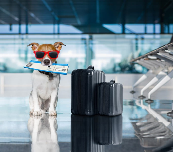 Small dog with travel documents and luggage, representing pet relocation services