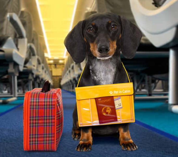 Dog with travel bag in an airport terminal, representing pet shipping services