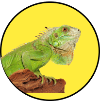 Iguana icon representing reptile and exotic pet transportation services