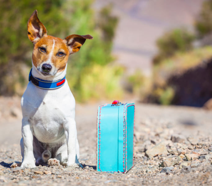Dog sitting beside a suitcase outdoors, representing animal transportation services