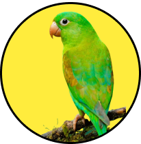Green bird icon representing bird transportation services