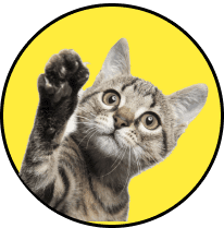 Cat icon representing cat transportation services