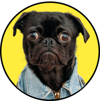 Pug icon representing dog transportation services